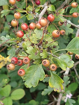 photo of Hawthorn