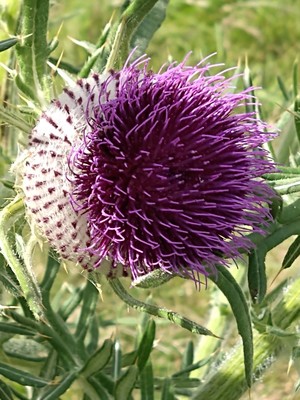 photo of Woolly Thistle