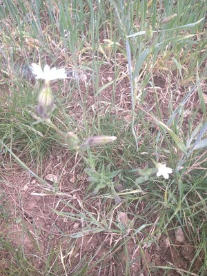 photo of White Campion
