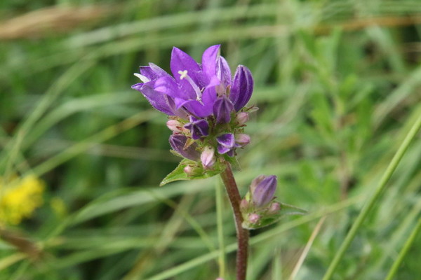 photo of Clustered Bellfower