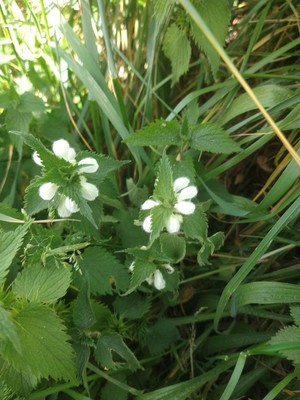 photo of White Dead Nettle