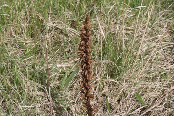 photo of Knapweed Broomrape
