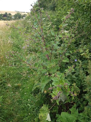 photo of Lesser Burdock