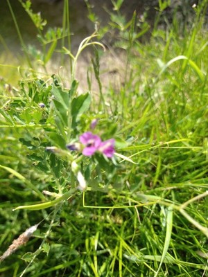photo of Common Vetch