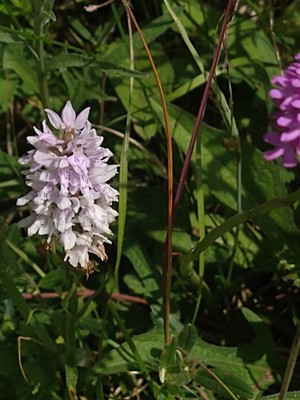 photo of Common Spotted Orchid