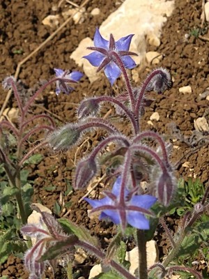 photo of Borage