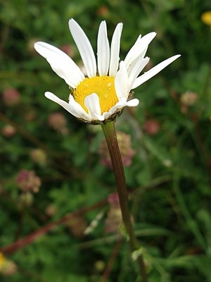 photo of Oxeye Daisy