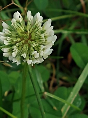 photo of White Clover