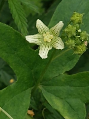 photo of White Bryony