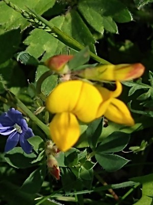 photo of Bird's Foot Trefoil