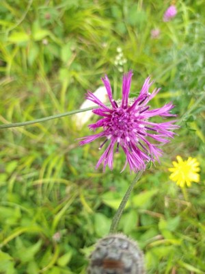 photo of Greater Knapweed