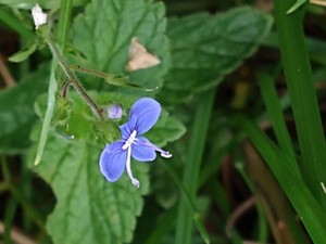 photo of Germander Speedwell