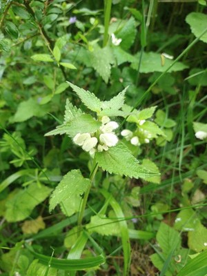 photo of White Dead Nettle
