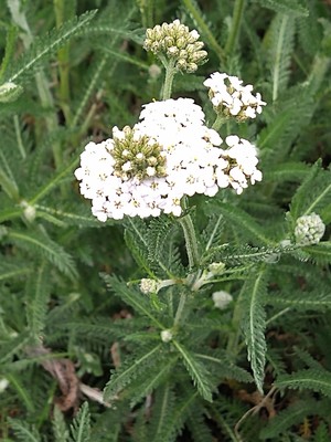 photo of Yarrow