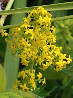 photo of Lady's Bedstraw