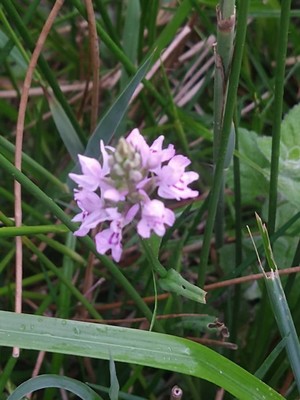 photo of Common Spotted Orchid