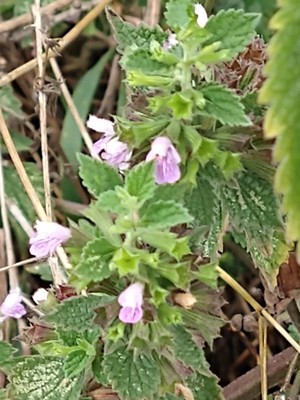 photo of Black Horehound