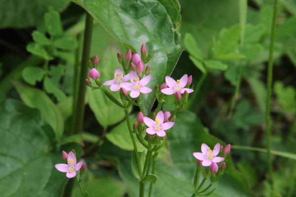 photo of Common Centaury