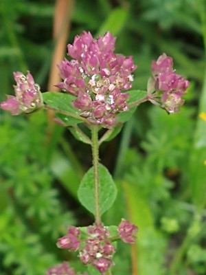 photo of Wild Marjoram