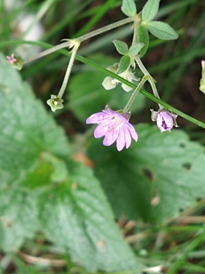 photo of Pink Purslane