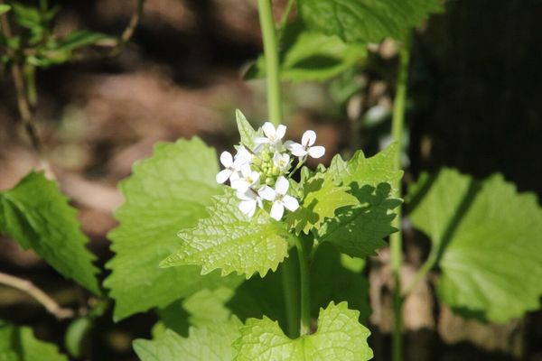 photo of Garlic Mustard
