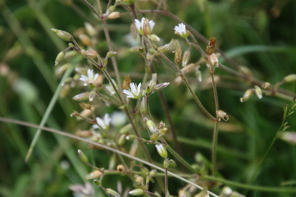photo of Common Mouse Ear