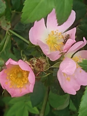 photo of Sweet Briar