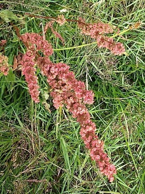 photo of Curled Dock