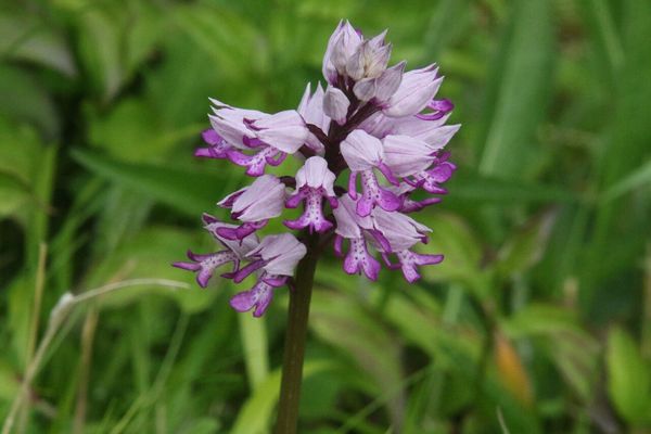 photo of Military Orchid