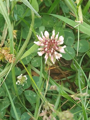 photo of White Clover