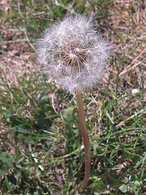 photo of Dandelion