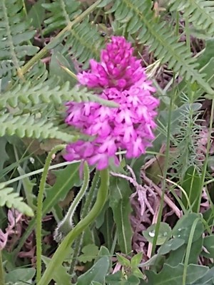 photo of Pyramidal Orchid
