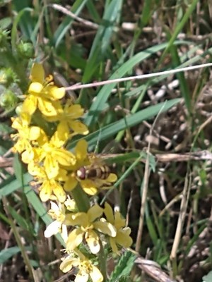 photo of Agrimony