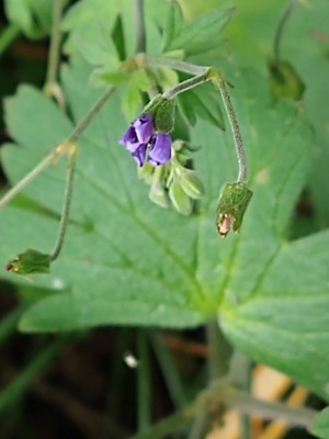 photo of Common Comfrey