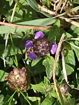 photo of Selfheal