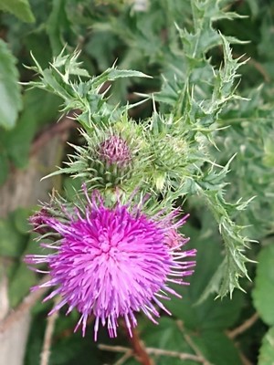 photo of Spear Thistle