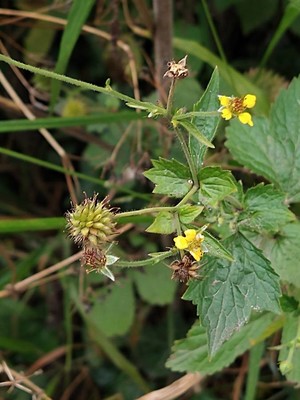 photo of Wood Avens