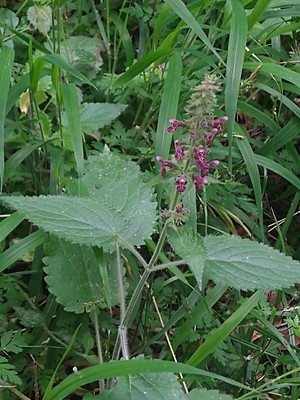 photo of Hedge Woundwort
