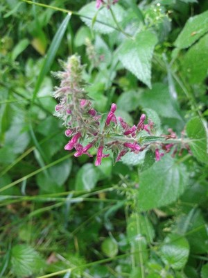 photo of Hedge Woundwort