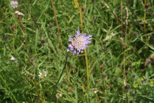 photo of Field Scabious