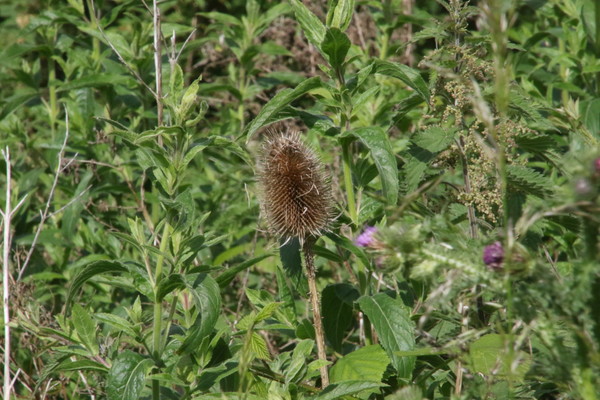photo of Teasel