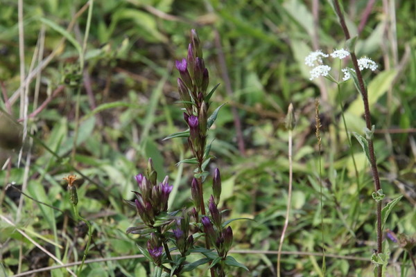 photo of Autumn Gentian