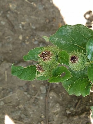 photo of Lesser Burdock