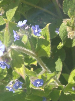 photo of Green Alkanet