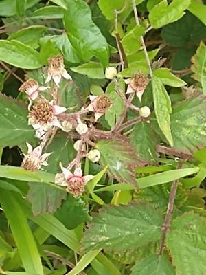 photo of Elm Leaved Bramble