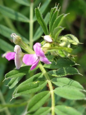 photo of Common Vetch