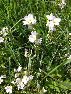 photo of Cuckoo Flower