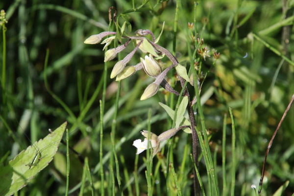 photo of Marsh Helleborine