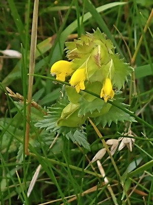 photo of Yellow Rattle
