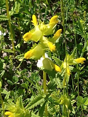 photo of Yellow Rattle